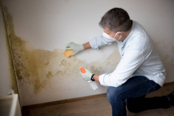 Best Basement Mold Removal  in Landover Hills, MD
