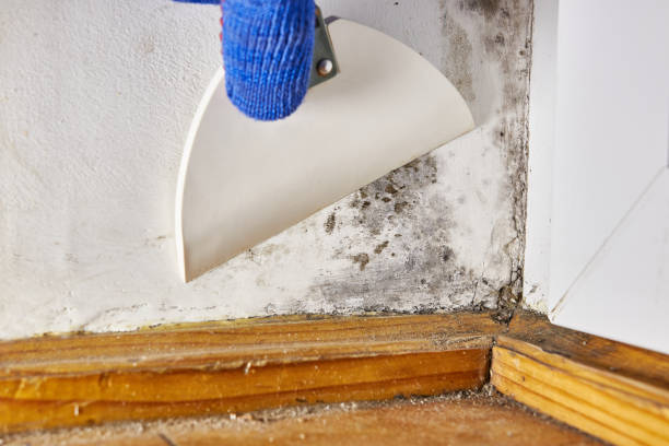 Best Mold Remediation for Healthcare Facilities  in Landover Hills, MD